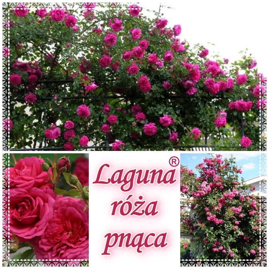 Laguna róże pnące kol